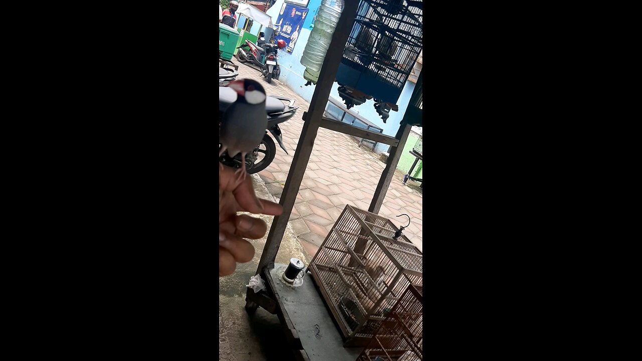 burung