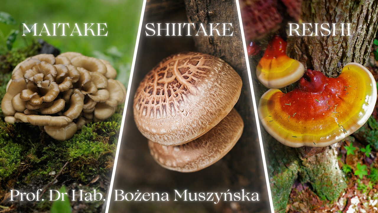 Grzyby Nadrewnowe - MAITAKE, SHIITAKE, REISHI | prof. dr hab. Bożena Muszyńska