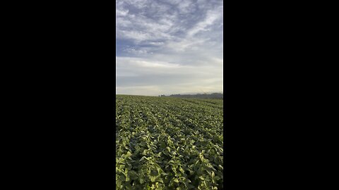 A paz do agro !