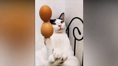 funny cat comedy 😂🤣🤪