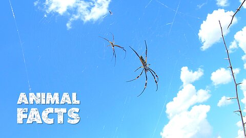 The World’s Most Misunderstood Creature: The Fascinating Truth About Spiders