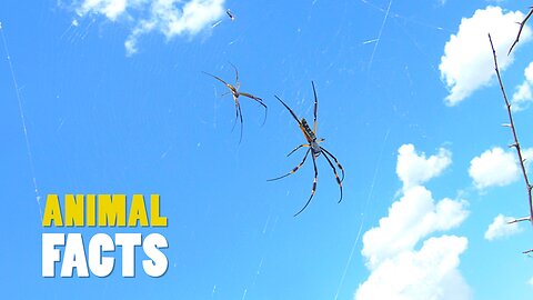 The World’s Most Misunderstood Creature: The Fascinating Truth About Spiders