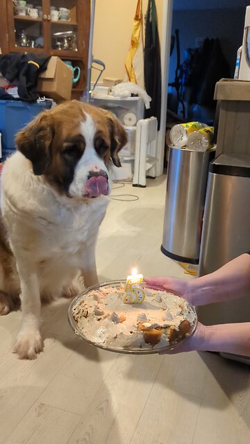 Birthday party for Saint Bernard
