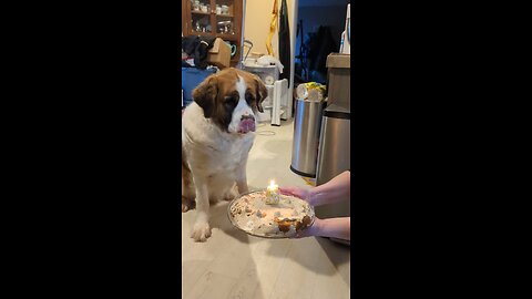 Birthday party for Saint Bernard