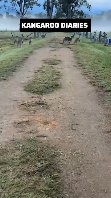 Kangaroo diaries only in Australia 🇦🇺