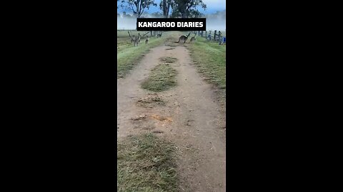 Kangaroo diaries only in Australia 🇦🇺