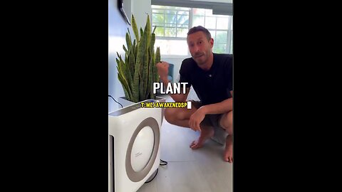 The snake plant