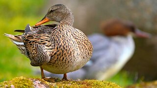 Spa Day for Female Gadwall Duck, First Bathing Then Grooming / Preening