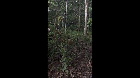 Funniest Cat vs Pig Moment Ever 😹🐷.