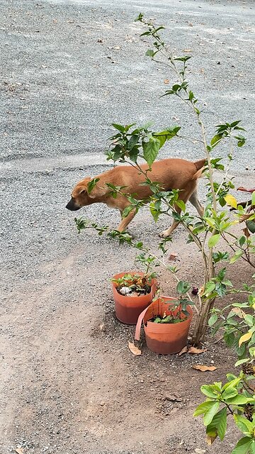 Hungry Street Dog Enjoying Rice | Pure Happiness 🐕