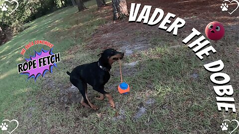 Doberman Yard Shenanigans: Vader’s Ball-Chasing Chaos! 🐶💨