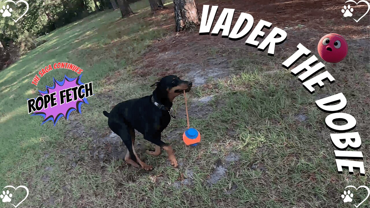 Doberman Yard Shenanigans: Vader’s Ball-Chasing Chaos! 🐶💨