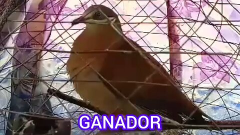 Ganador | Alimokon Hunting | Paps Official