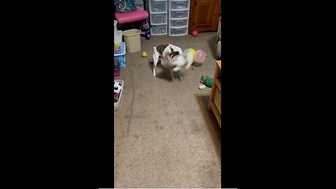 Triceratops 4 Princess