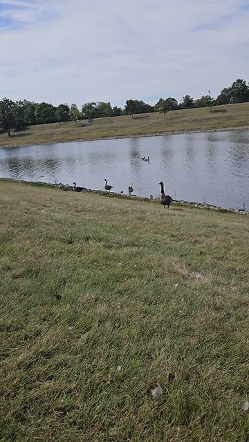 This Goose is my Audience