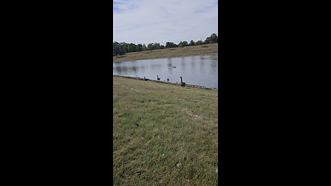 This Goose is my Audience