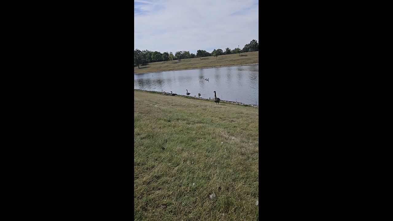 This Goose is my Audience