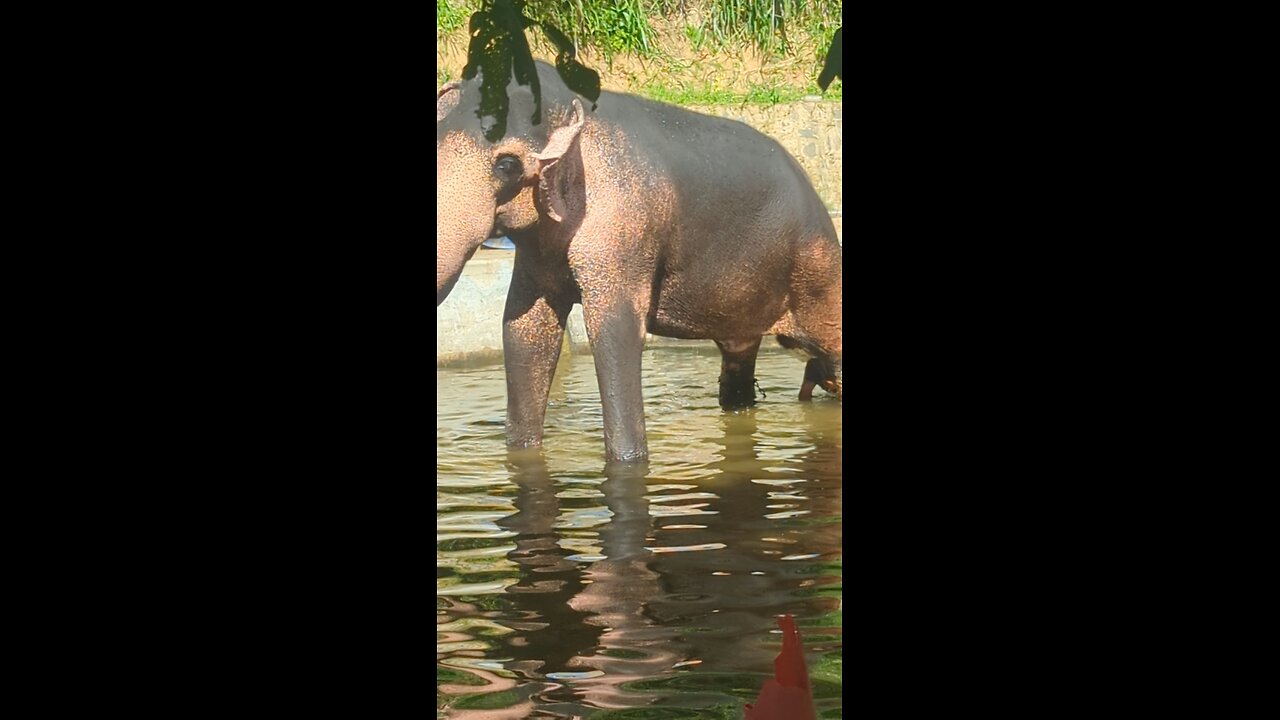 elephant dancing