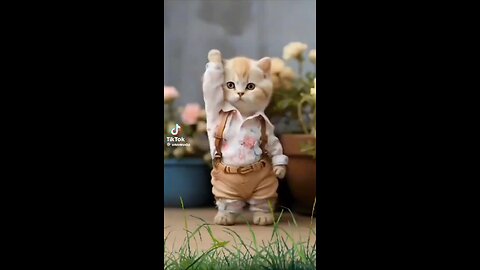 the cute cat dance