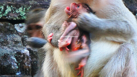 Very Lovely Newborn Baby Monkey Wanna Take selfie Her Own