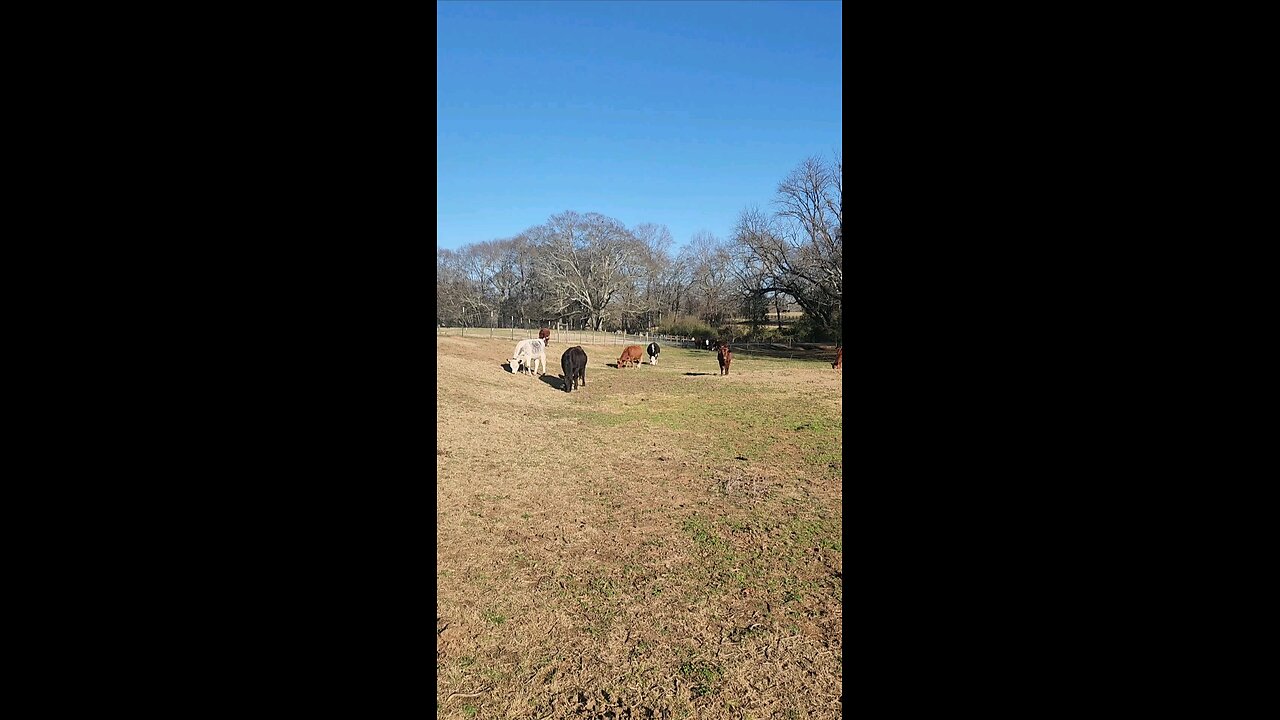 Cows and calves on a fall morning.