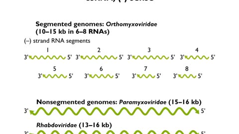 RNA virus genomes
