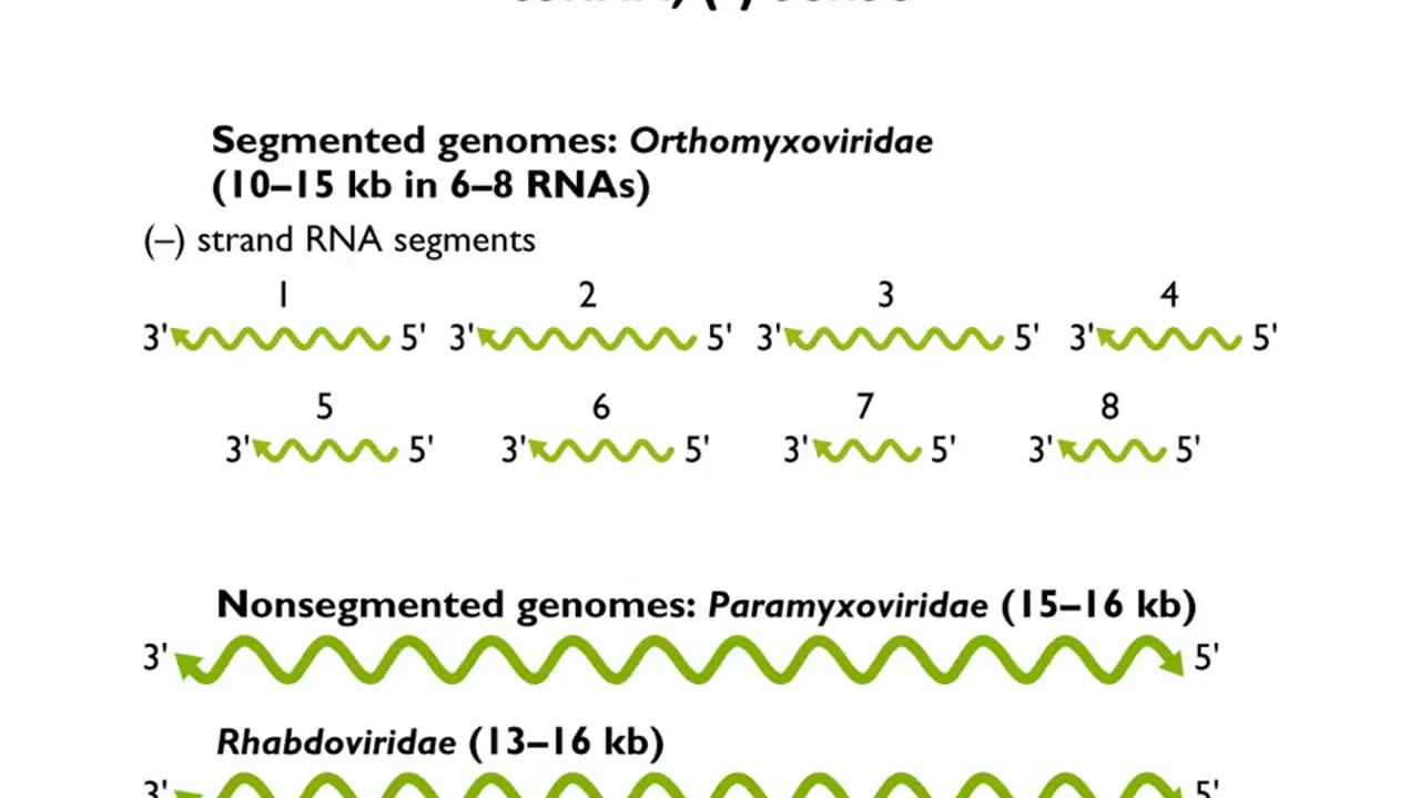 RNA virus genomes