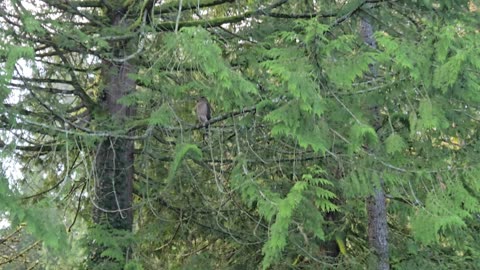 Somewhat Juvenile Coopers Hawk (2024 Hatch) Appreciates The Love