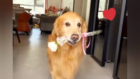 He comes dancing and gives a rose to his girlfriend😂😍🔥