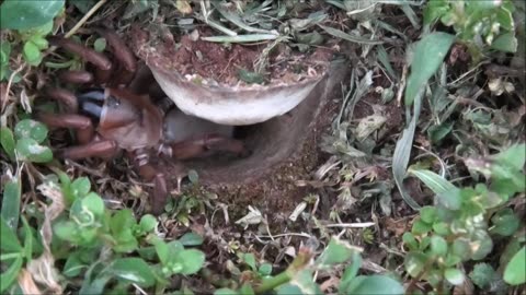 Trapdoor Spider Exits And Surveys Area