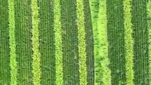 🌱🐛 Rope Pollination in Rice Patties! | FeedMyCuriosity