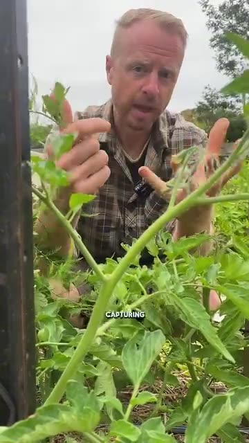 Grow extra tomatoes for free