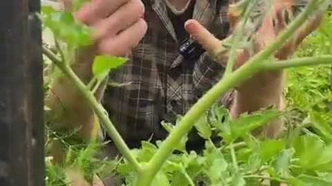 Grow extra tomatoes for free