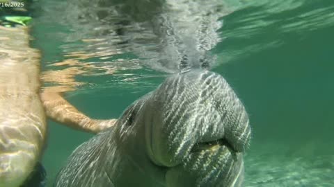 Manatees galore