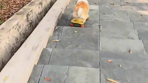 Corgi plays skateboard down the mountain