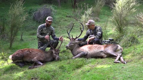 2 Stags with the bow!!