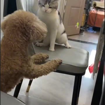 Funny video dog and cat fighting video 2025 skc.com 78