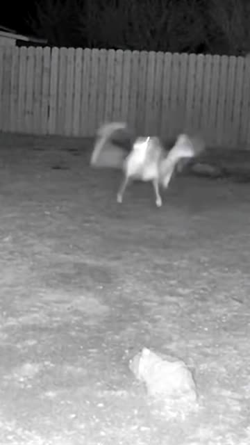 Pitbull Vs Humanoid Crawler #CCTV Footage #ScaryShorts #NightVision #CaughtOnCamera