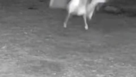 Pitbull Vs Humanoid Crawler #CCTV Footage #ScaryShorts #NightVision #CaughtOnCamera