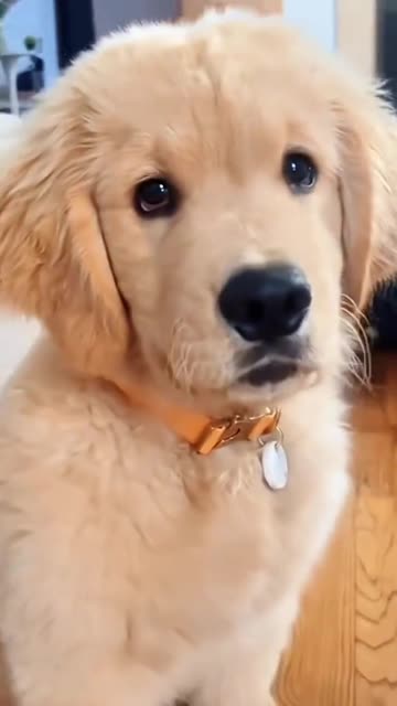 golden retriever puppy is so cute 🥰🥰🥰💖💖💖