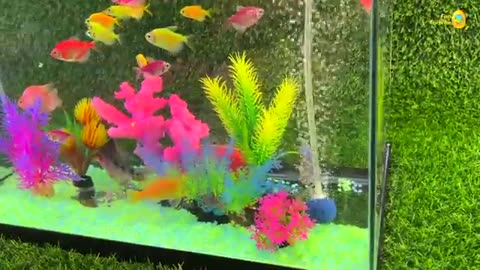 Find colorful eggs, ducks, surprise fish, pets, aquariums, koi fish, goldfish