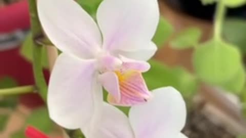 #shorts #orchid #plant #blooming with many small #flowers 🪴 #plants #houseplant