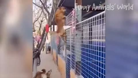 Please Follow me , Funny Dogs And Cats Videos 😅👌 - Best Animal Videos Of The Month 😁