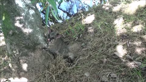 Possum trapping with the kids
