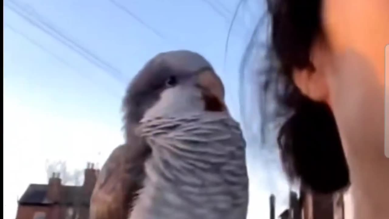 😂🐦 You Won't Believe The Bird She Told You Not To Worry About! | FunFM