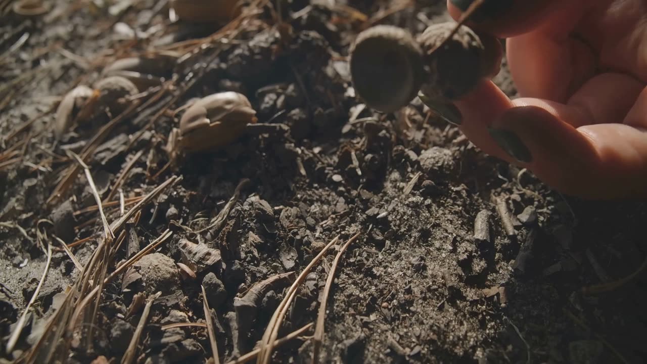 Episode 18: Black Walnut - A Healer and a Toxin