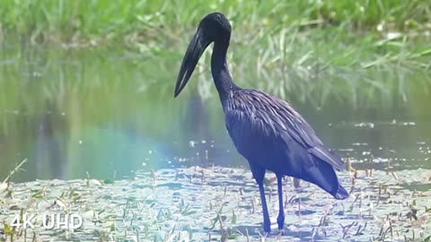 **"Colorful Birds in 4K - Stunning Planet Earth Wildlife in Ultra HD"**