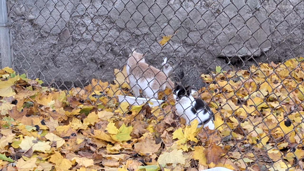 The remaining kittens