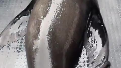 This is how the world should be ❤️