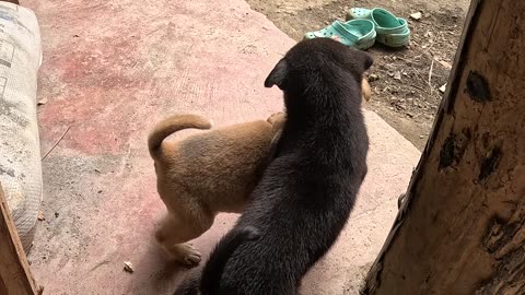 Meet Our Adorable Farm Puppies! 🐾 | Philippines Farm Life 🇵🇭